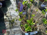 1 HYDRANGEA 'LANARTH WHITE' - 8