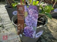 1 HYDRANGEA 'BENELUX' - 3