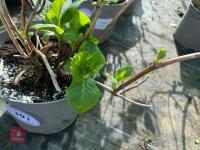 1 HYDRANGEA 'BENELUX' - 4