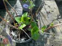 1 HYDRANGEA 'BENELUX' - 8