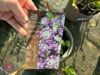 1 HYDRANGEA 'BLAUMEISE' - 4