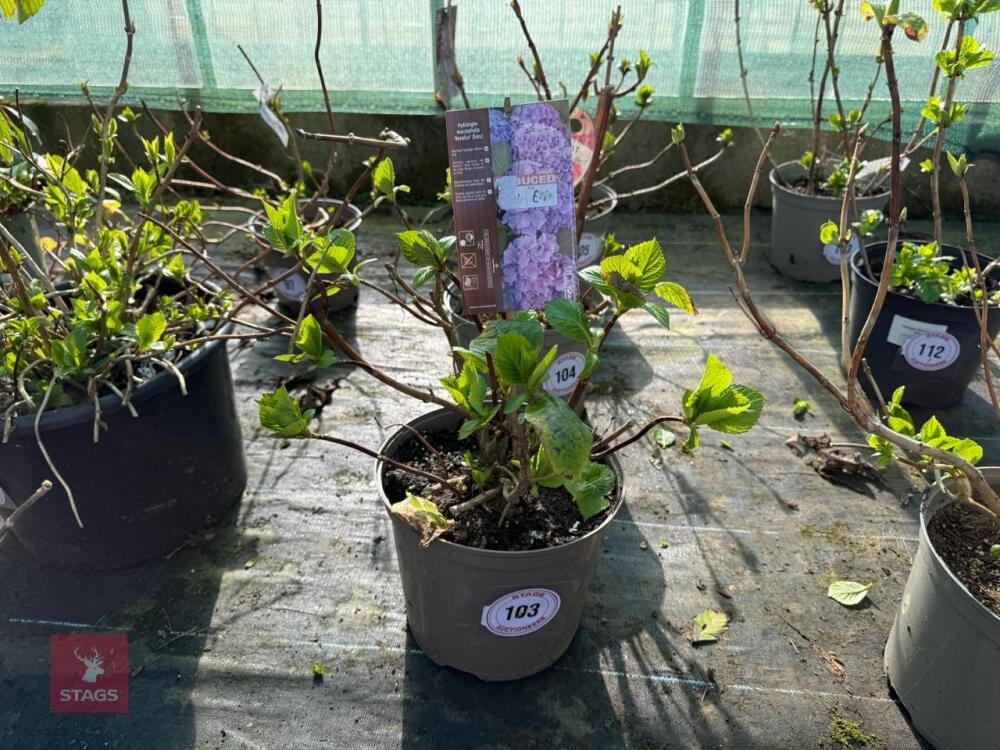 1 HYDRANGEA 'BENELUX'