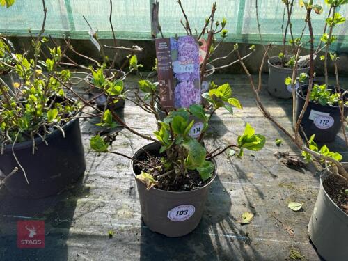 1 HYDRANGEA 'BENELUX'