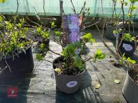 1 HYDRANGEA 'BENELUX'