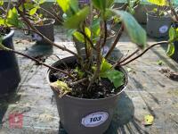 1 HYDRANGEA 'BENELUX' - 3