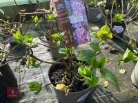 1 HYDRANGEA 'BENELUX' - 5