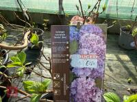 1 HYDRANGEA 'BENELUX' - 6