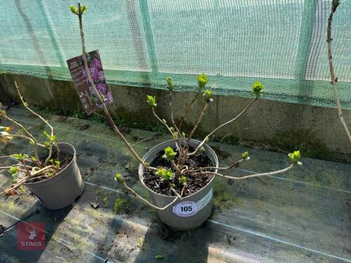 1 HYDRANGEA 'MATHILDA GUTGES'