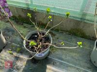 1 HYDRANGEA 'MATHILDA GUTGES' - 3