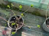 1 HYDRANGEA 'MATHILDA GUTGES' - 4