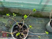 1 HYDRANGEA 'MATHILDA GUTGES' - 5