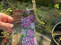 1 HYDRANGEA 'MATHILDA GUTGES' - 6