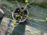 1 HYDRANGEA 'MATHILDA GUTGES' - 7