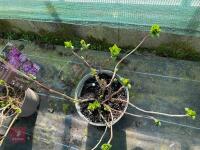 1 HYDRANGEA 'MATHILDA GUTGES' - 8