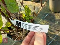 1 HYDRANGEA 'CHOCO PUR' - 2
