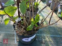 1 HYDRANGEA 'CHOCO PUR' - 3