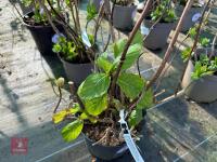 1 HYDRANGEA 'CHOCO PUR' - 4