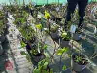 1 HYDRANGEA 'CHOCO PUR' - 6