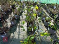 1 HYDRANGEA 'CHOCO PUR' - 7