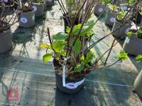 1 HYDRANGEA 'CHOCO PUR' - 8
