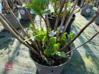 1 HYDRANGEA 'PINK SENSATION' - 3