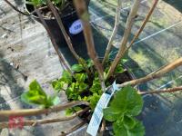 1 HYDRANGEA 'PINK SENSATION' - 5