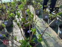 1 HYDRANGEA 'PINK SENSATION' - 7