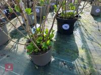 1 HYDRANGEA 'PINK SENSATION' - 9