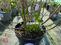 1 HYDRANGEA 'PINK SENSATION' - 3