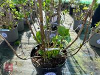 1 HYDRANGEA 'PINK SENSATION' - 4