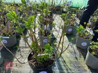 1 HYDRANGEA 'PINK SENSATION' - 5