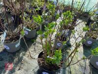 1 HYDRANGEA 'PINK SENSATION' - 7