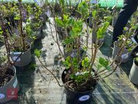1 HYDRANGEA 'PINK SENSATION' - 8