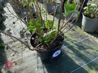 1 HYDRANGEA 'PINK SENSATION' - 9