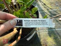 1 HYDRANGEA 'PINK SENSATION' - 10