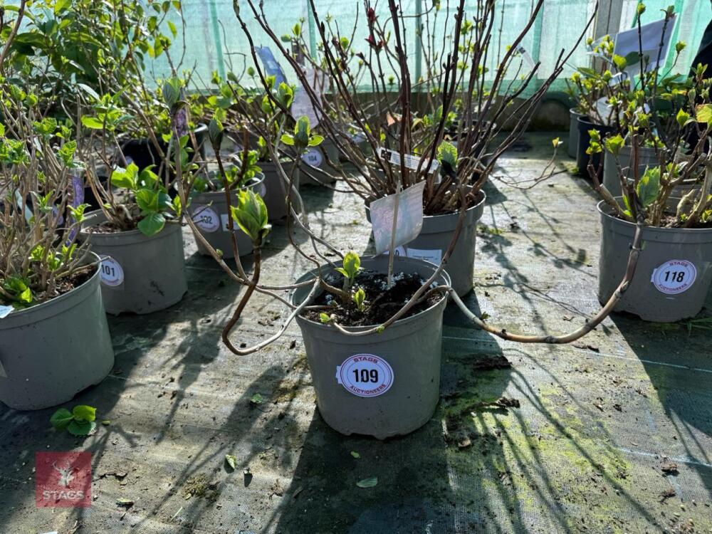 1 HYDRANGEA 'MATHILDA GULGES'