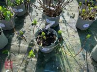 1 HYDRANGEA 'MATHILDA GULGES' - 3
