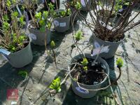 1 HYDRANGEA 'MATHILDA GULGES' - 4