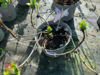 1 HYDRANGEA 'MATHILDA GULGES' - 5