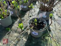 1 HYDRANGEA 'MATHILDA GULGES' - 7