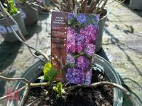 1 HYDRANGEA 'MATHILDA GULGES' - 8