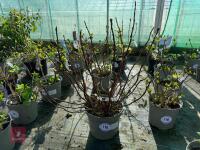 1 HYDRANGEA 'DARK ANGEL'