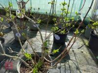 1 HYDRANGEA 'FOREVER' - 4