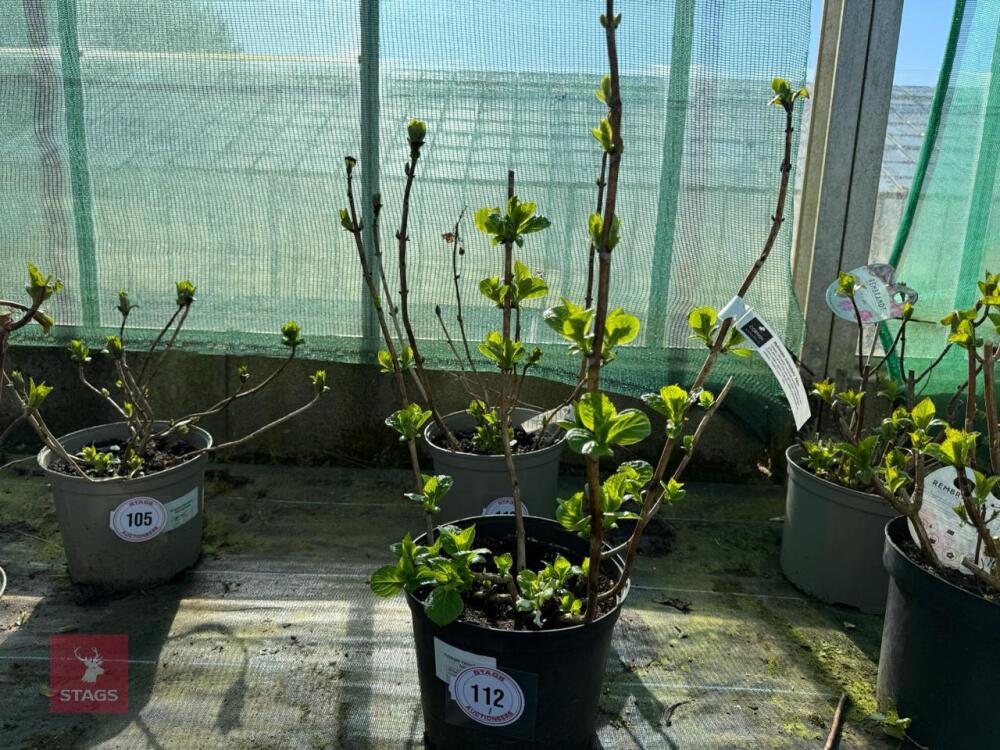 1 HYDRANGEA 'ADRIA'