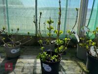 1 HYDRANGEA 'ADRIA'
