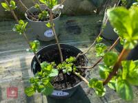 1 HYDRANGEA 'ADRIA' - 3
