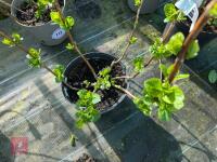 1 HYDRANGEA 'ADRIA' - 7