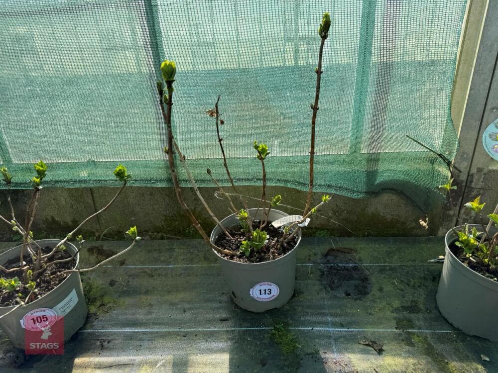 1 HYDRANGEA 'ADRIA'