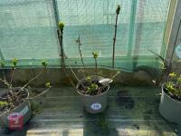 1 HYDRANGEA 'ADRIA'