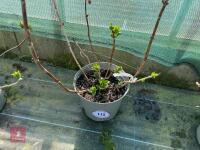 1 HYDRANGEA 'ADRIA' - 6